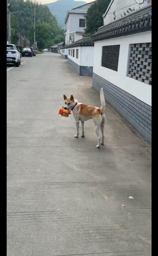 主人忘记喂狗 狗叼着棍子追打主人